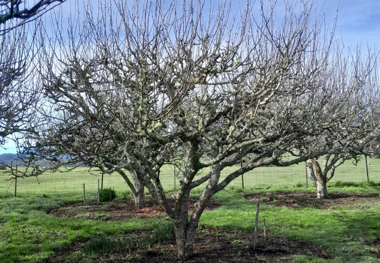 A mature apple tree in winter, before pruning